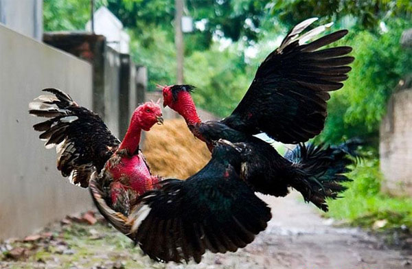 Lý do vì sao lại phải coi ngày đá gà trước khi tiến hành ra trận?