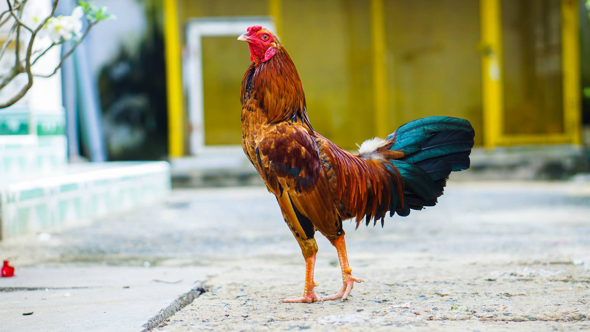 Cách lựa chọn giống gà để tham gia đá gà tre một cách hiệu quả