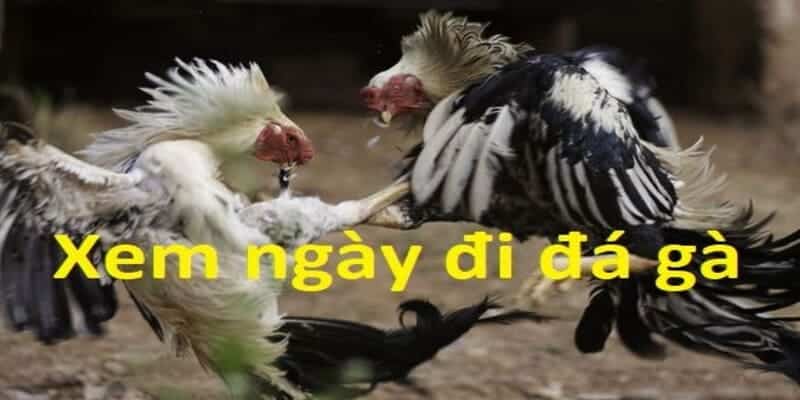 Hướng dẫn phương pháp coi ngày đá gà hiệu quả dựa vào Ngũ Hành