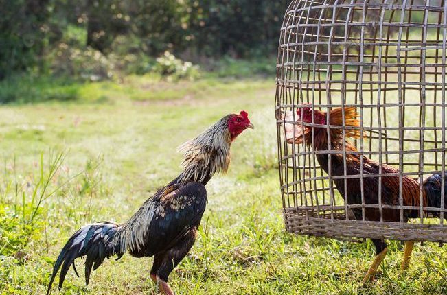 Thể loại đá gà đòn Thái Lan có nguồn gốc ở đâu?