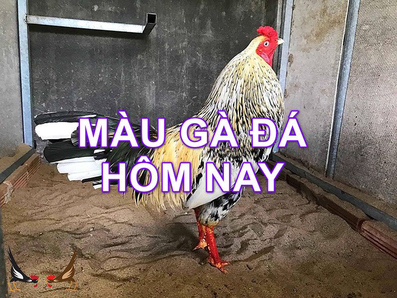 Tại sao cần phải tiến hành xem hôm nay đá gà màu gì ngon?