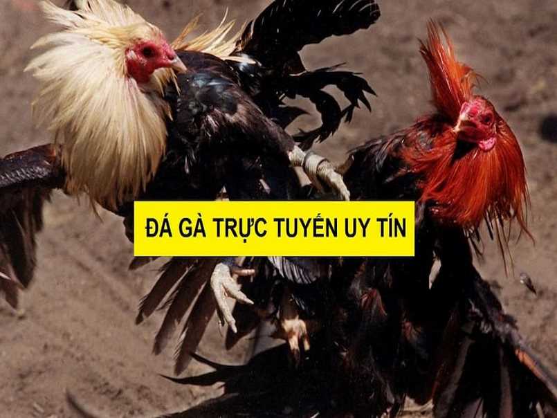 dag68 – Trang đá gà mạng uy tín trên thị trường cá cược